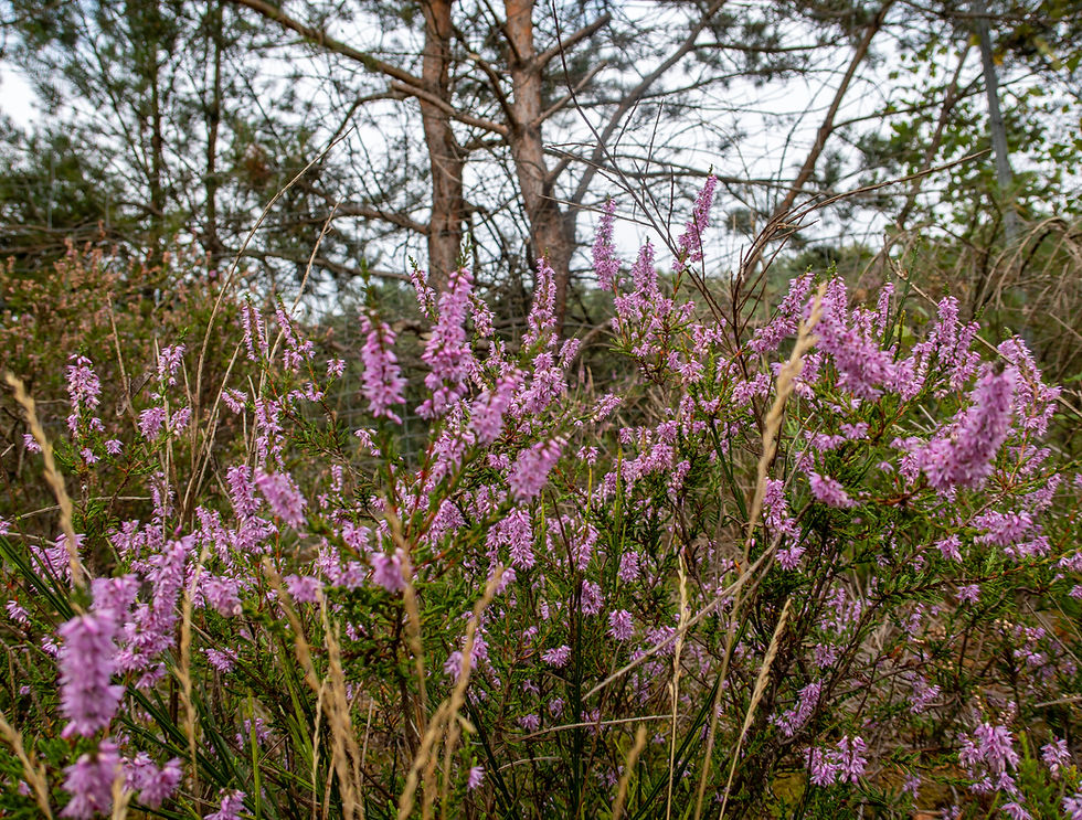 Close-up of blooming purple heather flowers at Mehlinger Heide, with dense green foliage and tall pine trees in the background on an overcast day.