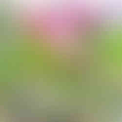 Keukenhof Gardens Tulip Gardens Spring Flower Displays Lisse, Netherlands Dutch Floral Park Tulip Festival Flower Shows in Netherlands Keukenhof Attractions Botanical Gardens Dutch Horticulture Floral Design Exhibitions Keukenhof Tickets Best Time to Visit Keukenhof Tulip Fields Gardens in South Holland