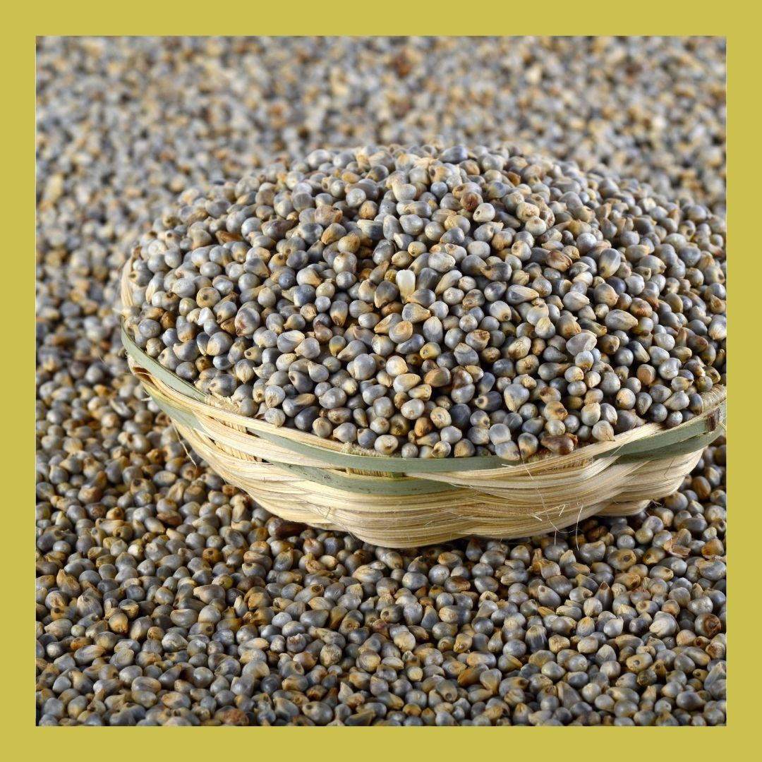 pearl millet