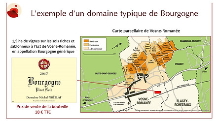Extrait OENO1 : De la vigne à la bouteille