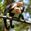 Thumbnail: Mangrove Monkeys