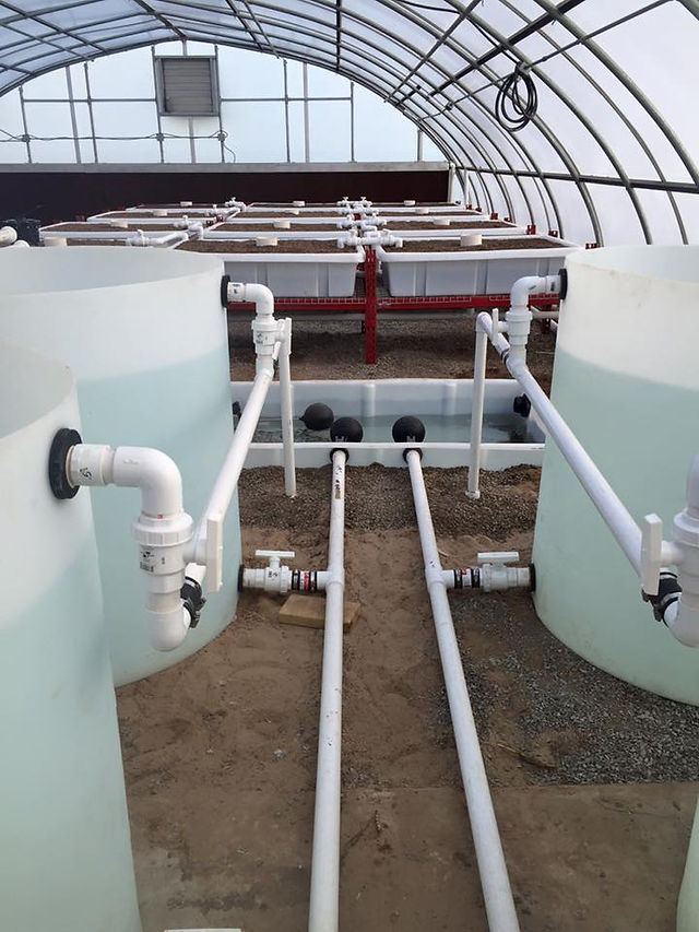 Symbiotic Aquaponics at Redlands