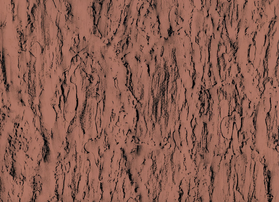 Thumbnail: Pinus pinea | Stone pine. Andalucía, Spain.            36º34'07.2"N 06º12'57.6"W