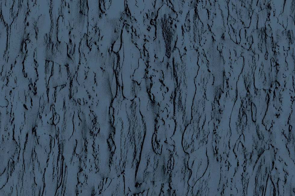 Pinus pinea | stone pine. Andalucía, Spain. 0036º34´20¨N 006º12´59¨W