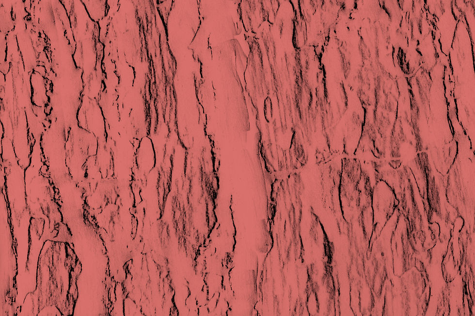 Pinus pinea | Stone pine. Andalucía, Spain. 036 33 18.8N 006 08 03W