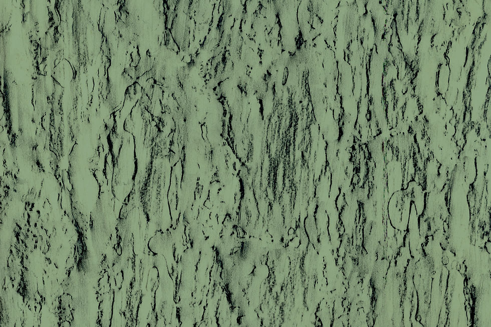 Thumbnail: Pinus pinea | stone pine - Andalucía, Spain.      36º34'20.8"N 6º13'00.5"W