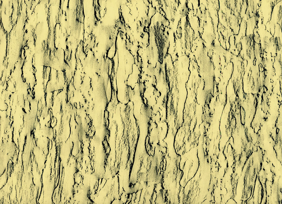 Thumbnail: Pinus pinea | stone pine. Andalucía, Spain.         36º34'19.8¨N 06º12'59.1¨W