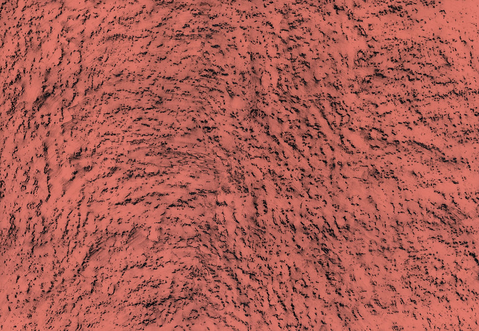 Thumbnail: Ficus macrophylla. Cádiz, Andalucía, Spain.               036º32'14"N 06º17'55"W