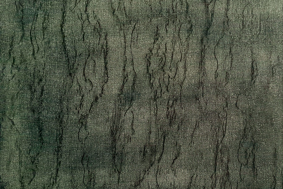 Pinus pinea | Pinus pinea. Andalucía, Spain. 36 11 02.7N 05 57 35.2W