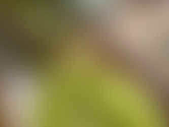 自分に優しくするという事