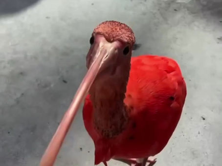 人も動物