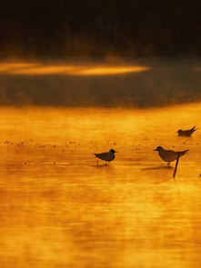 Rio Paraguai de Claudia Finotti