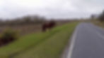 A brown horse stands on grassy roadside under a cloudy sky. Sparse trees and bushes are in the background near a winding road.