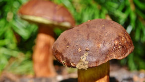 In die Pilze!
geführte Pilzwanderung mit der Expertin - neue Termine