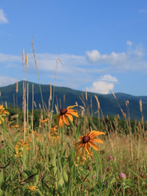 Cades Cove Loop Road