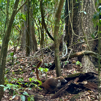 Coati