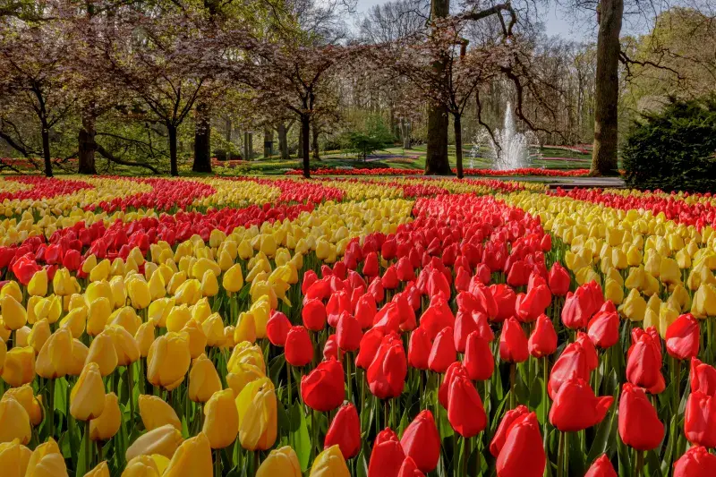 Keukenhof Tulips are now world famous around the world. 