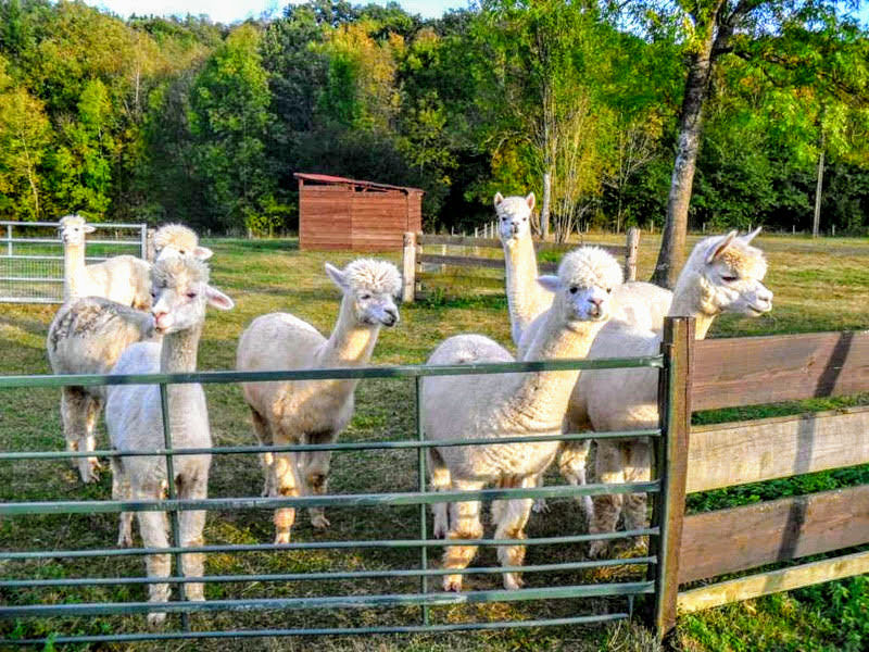 Trusted Pet Sitters Reviews, Trusted Petsitters, Pet sitting, Alpaca