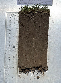 River Marsh profile board.jpeg