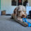 Thumbnail: Puppy Tug Toy