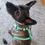 Thumbnail: Playful Paws Harness Set