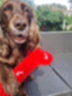 Thumbnail: Penguin and Bone (2 PCs) Plush Dog Toy