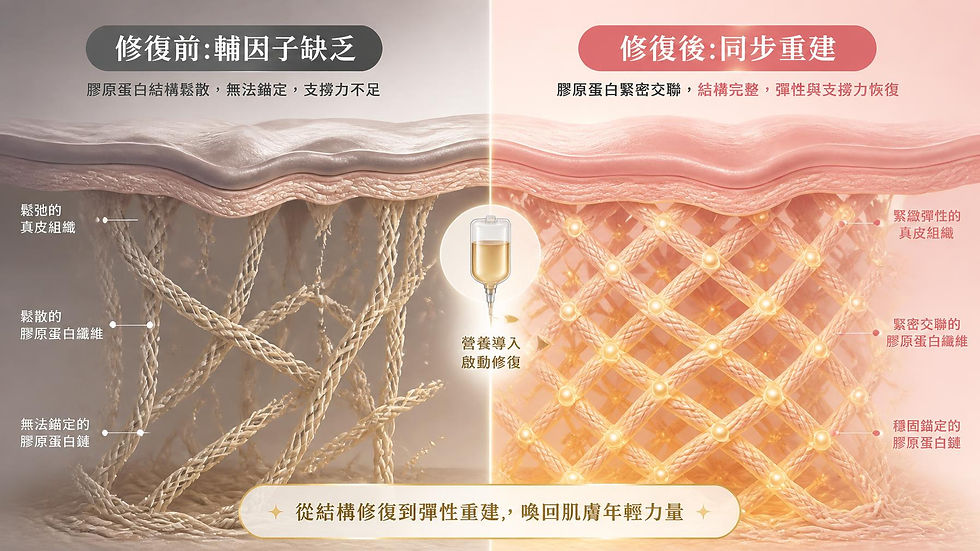膠原蛋白基質結構密度與皮膚彈性修復前後對比