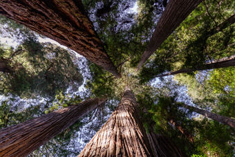 a landscape photograph of redwood trees in california