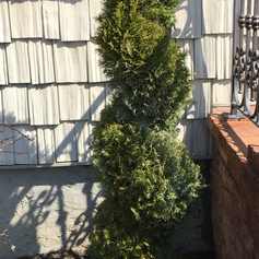 Before, trim