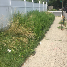 over grown weeds, before