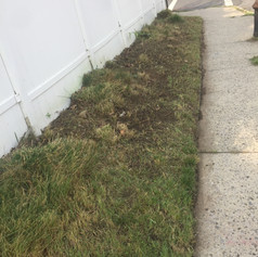 After, weeds cut