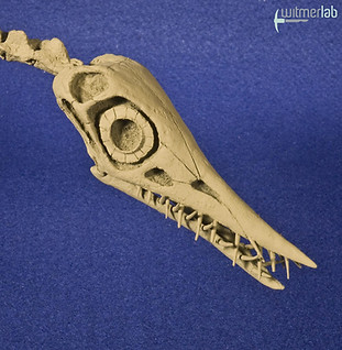 rhamphorhyncus_DSC_1358.JPG
