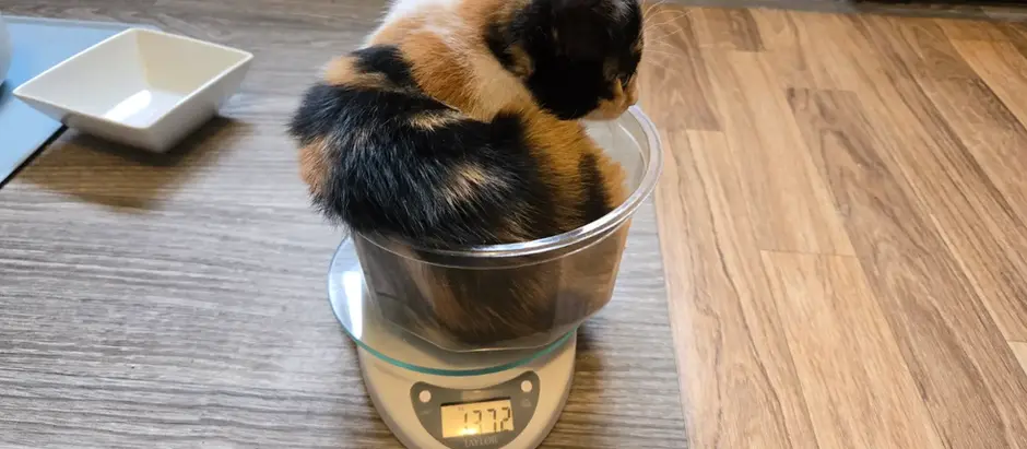 12 weeks