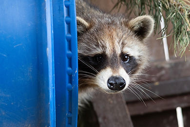 raccoon.jpg