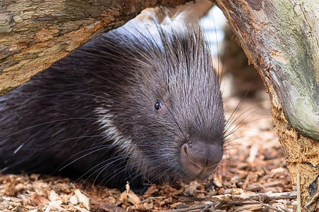 porcupine.jpg