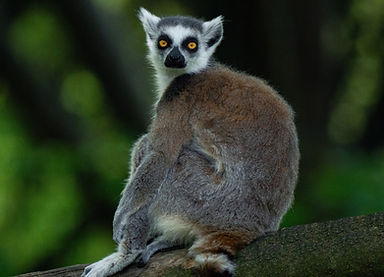 lemur.jpg