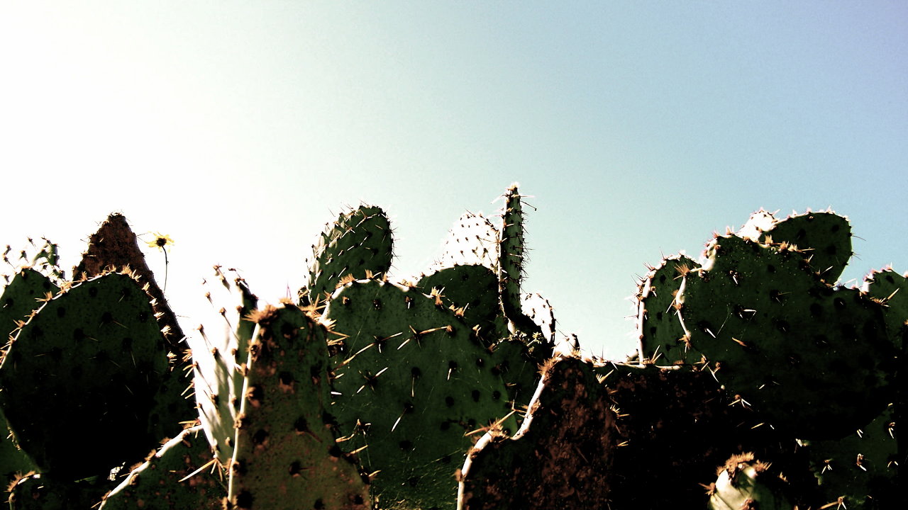 prickly cactus fans 3