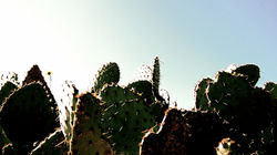 prickly cactus fans 3