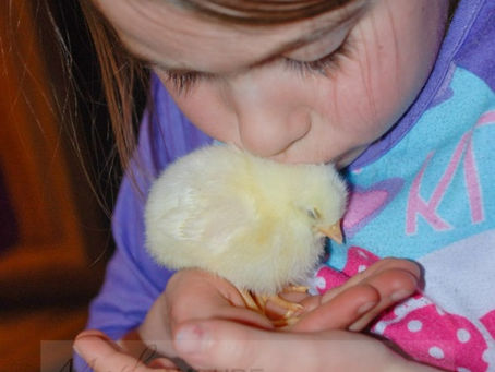 Farm Fragments – Spring Babies