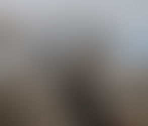 Just Another Wildlife Safari