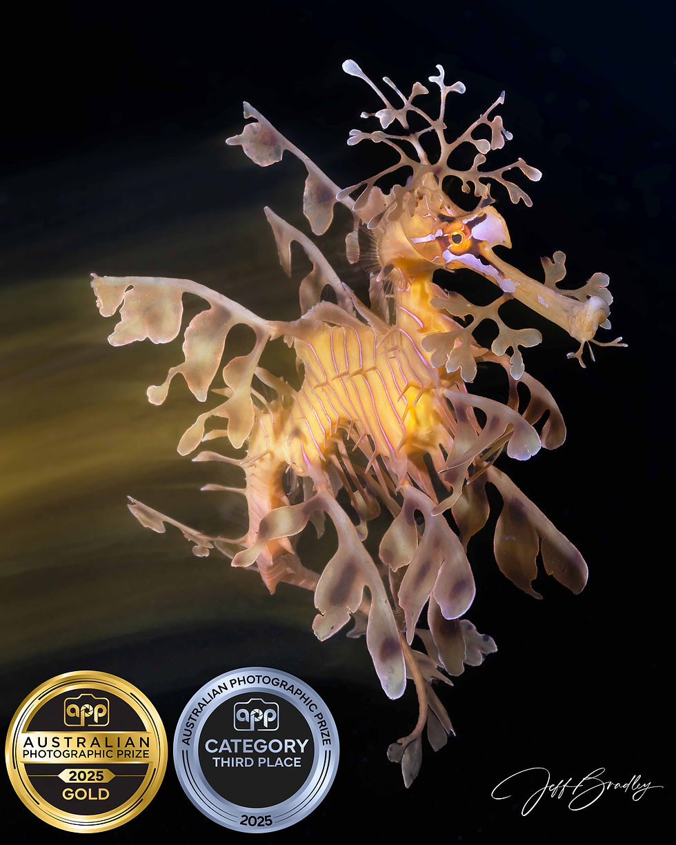Leafy SeaDragon