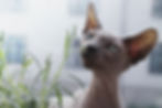 Chat qui renifle un herbe
