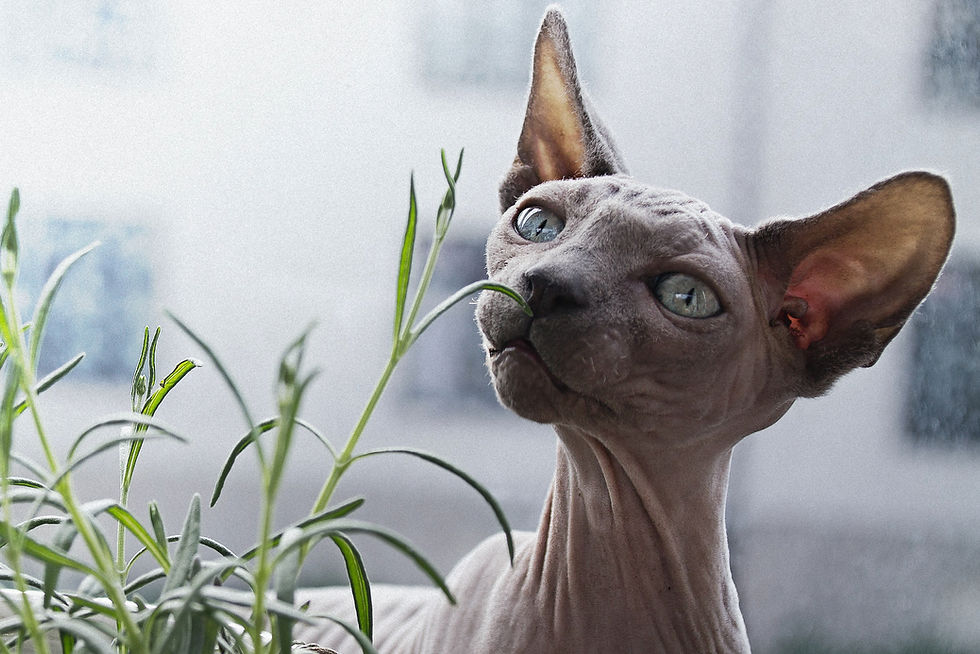 Chat qui renifle un herbe
