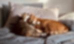Chats qui se toilettent