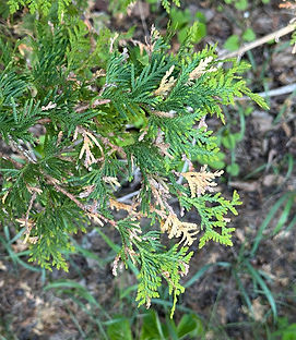 cedar leaf miner 5.jpg