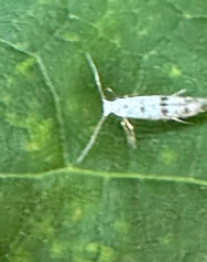 cedar leaf miner 3.jpg
