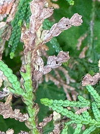 cedar leaf miner 6.jpg