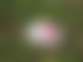 COVID-19 ARPIL 5 2020