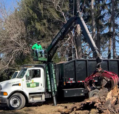 Tree Removal & Trimming - Rising Sun, MD | Blanford's Tree