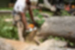 Tree Removal & Tree Trimming in Elkton, MD | Perryville, MD | Port Deposit, MD and Southern Chester County